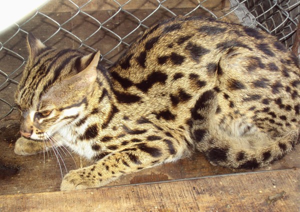 Hành vi mua bán mèo rừng có bị phạt tù theo quy định pháp luật không?