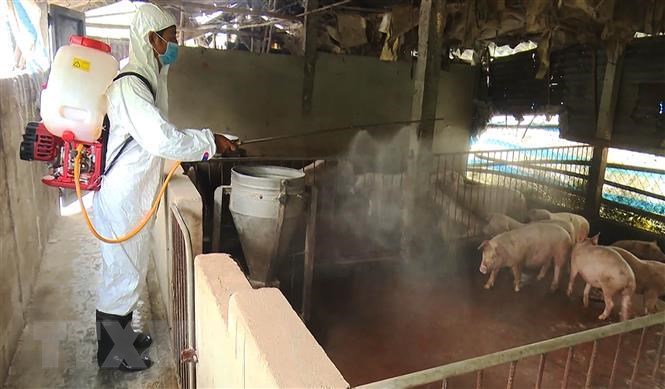 Hành vi bán thịt lợn nhiễm dịch tả châu Phi có thể bị xử lý như thế nào?