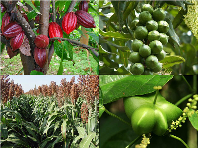 Nghị định 94/2019/NĐ-CP hướng dẫn Luật Trồng trọt về giống cây trồng