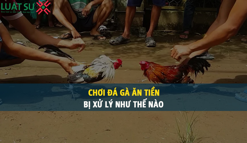 Chơi đá gà ăn tiền bị xử lý như thế nào theo pháp luật hình sự?