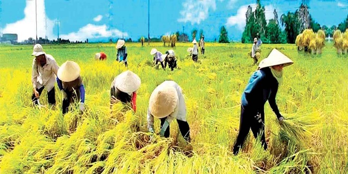 Nghị định 35/2015/NĐ-CP