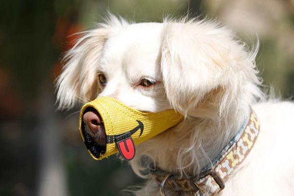 Dắt chó mà không đeo rọ mõm bị xử phạt bao nhiêu tiền theo quy định?