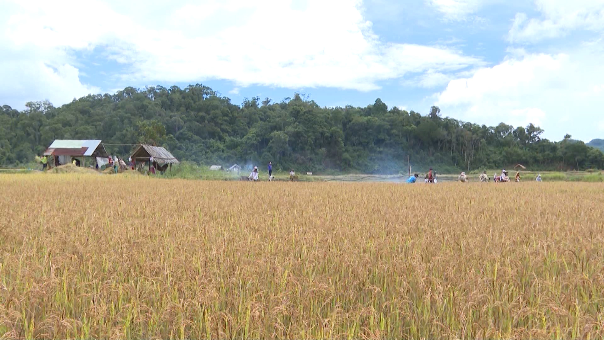 Quy định về chuyển đổi cơ cấu cây trồng trên đất trồng lúa