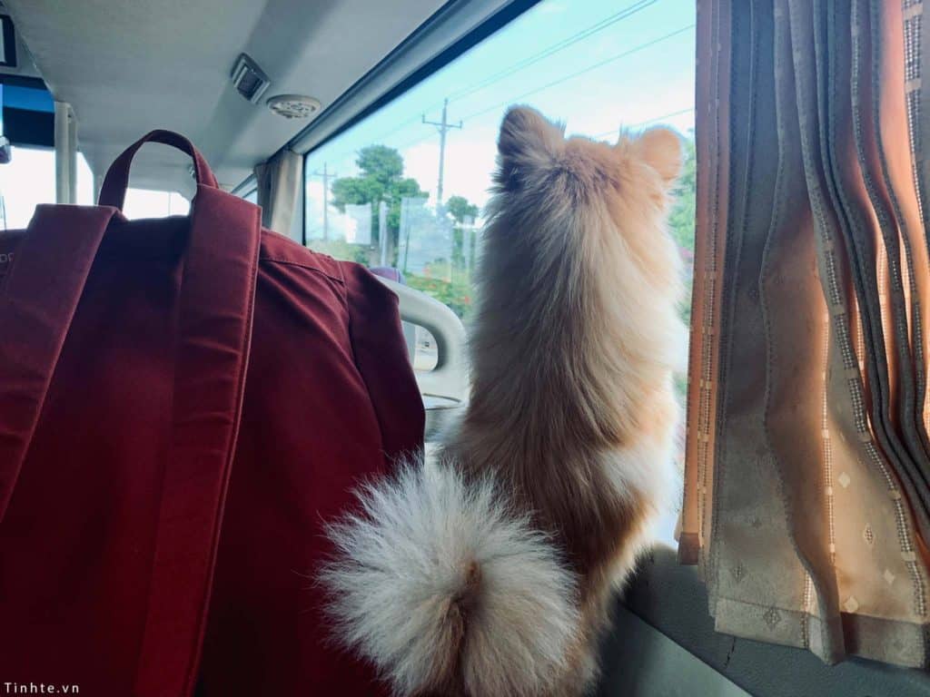 Vận chuyển chó mèo bằng xe khách