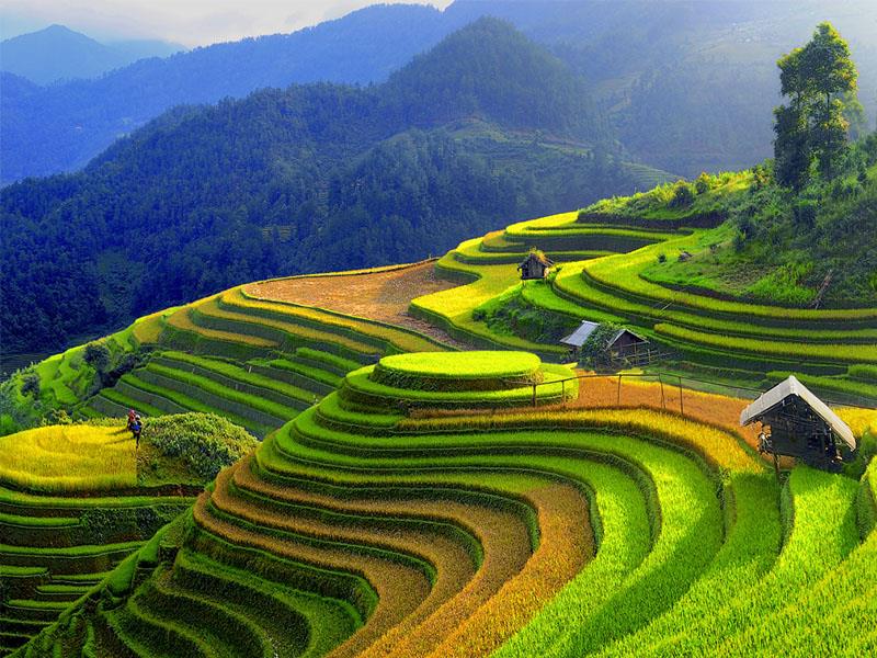 Điều 229 Bộ luật hình sự 2015 quy định cái gì?