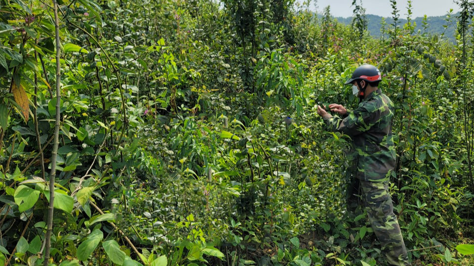 Phí chuyển nhượng đất rừng sản xuất hiện nay?