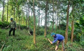 Mẫu hợp đồng thuê đất trồng cây