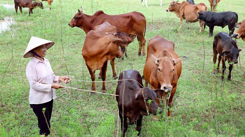 Đơn xin vay vốn Hội Nông dân bao gồm những gì theo quy định?