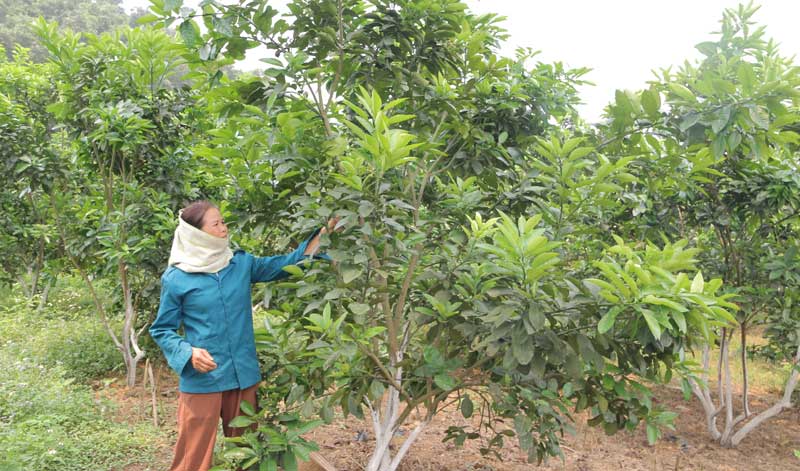 Thủ tục vay vốn Hội nông dân hiện nay