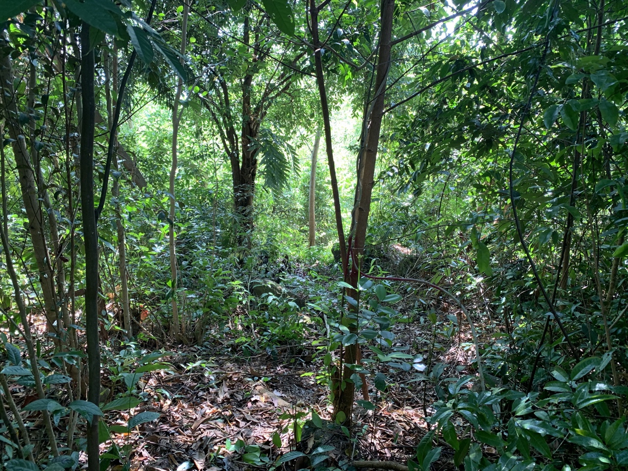 Có nên mua đất rừng sản xuất hay không theo quy định?