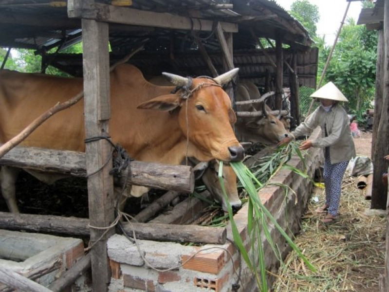 Quy định xử phạt chăn nuôi trong khu dân cư