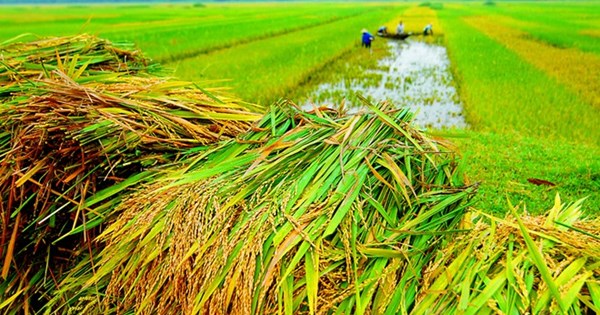 Chính sách bảo hiểm nông nghiệp ở Việt Nam mới nhất