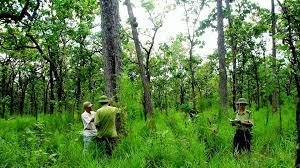 Chuyển đất rừng sang đất ở được hay không?