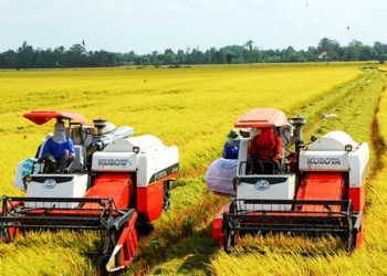 Đất trồng lúa trồng cây lâu năm có bị phạt hay không?