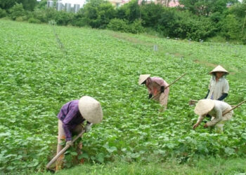 Giao đất không thu tiền sử dụng đất có được chuyển nhượng