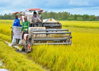 Không canh tác đất trồng lúa hơn 01 năm thì có bị thu hồi không?