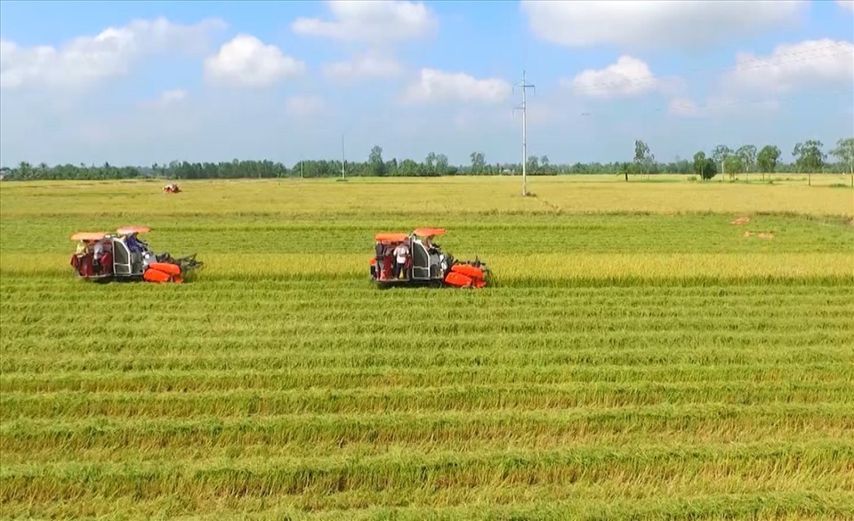 Không canh tác đất trồng lúa hơn 01 năm thì có bị thu hồi không?