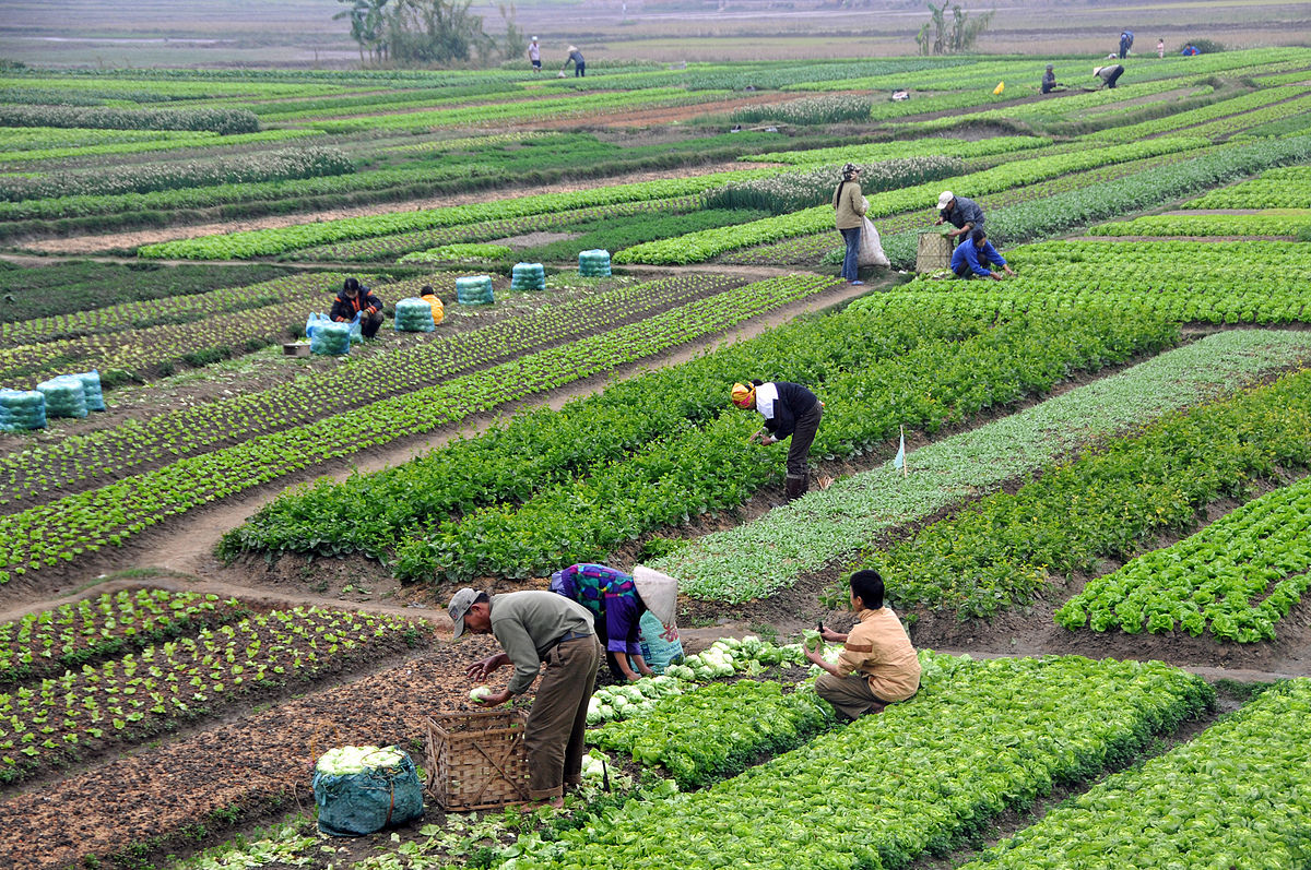 Mua đất nông nghiệp không có sổ đỏ