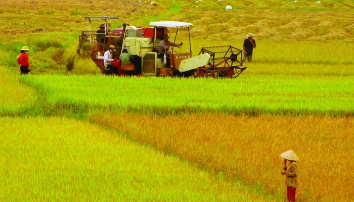 Giá đền bù đất trồng lúa như thế nào?