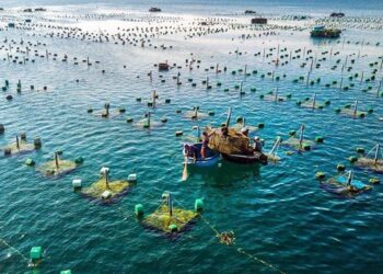 Quy định về cấp lại và thu hồi Giấy phép nuôi trồng thủy sản ở trên biển?