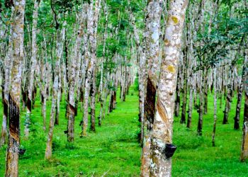 Cây ăn quả lâu năm được cấp chứng nhận quyền sở hữu không?
