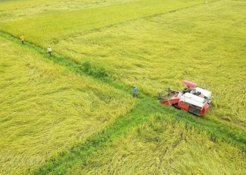 Cha mẹ cho con đất trồng lúa được không? 