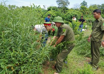 Trồng bao nhiều cây cần sa thì bị bắt