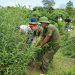 Trồng bao nhiều cây cần sa thì bị bắt