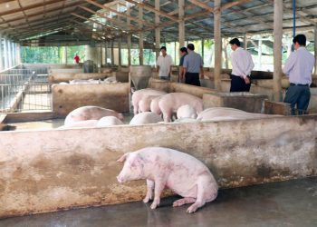 Hỗ trợ dịch tả lợn Châu Phi năm 2022 như thế nào?