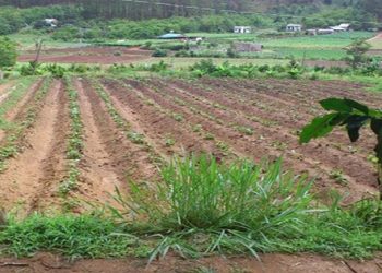 Hợp thức hóa đất lấn chiếm thế nào?
