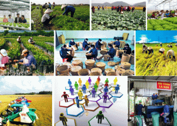 Nghĩa vụ của thành viên hợp tác xã là gì?