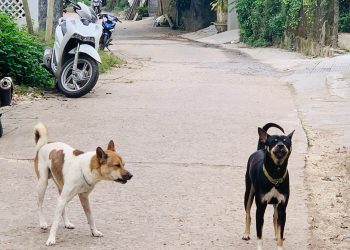 Thả chó ra đường gây tai nạn xử lý chủ thế nào?
