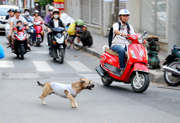 Thả chó ra đường gây tai nạn