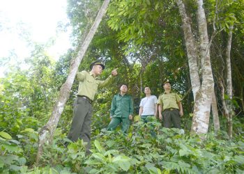 Trong khoán bảo vệ rừng hình thức khoán ổn định là gì?