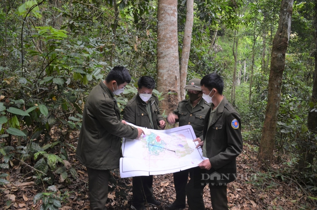 Trong khoán bảo vệ rừng hình thức khoán ổn định là gì