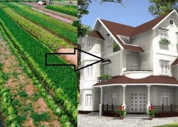 Đất trồng cây lâu năm lên thổ cư được không?