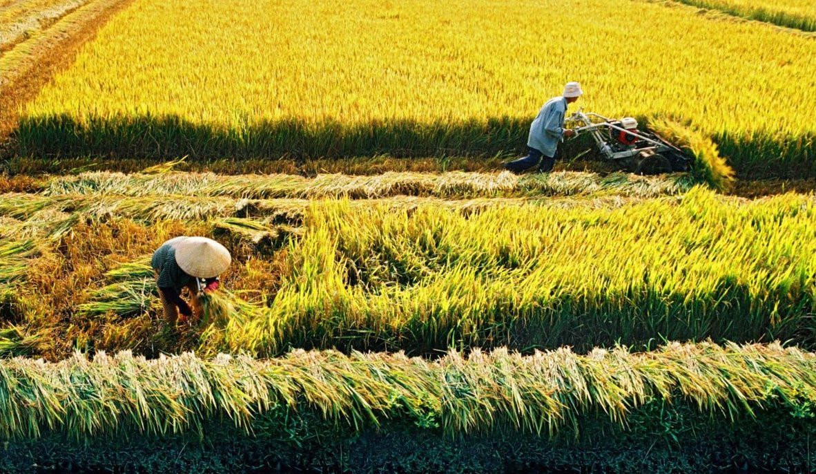 Diện tích tối thiểu tách thửa đất nông nghiệp Hà Nội
