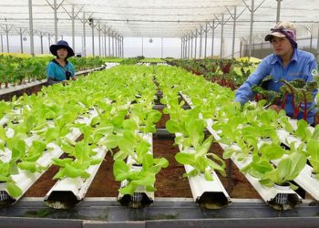 Quy chế thành viên hợp tác xã theo quy định pháp luật hiện hành