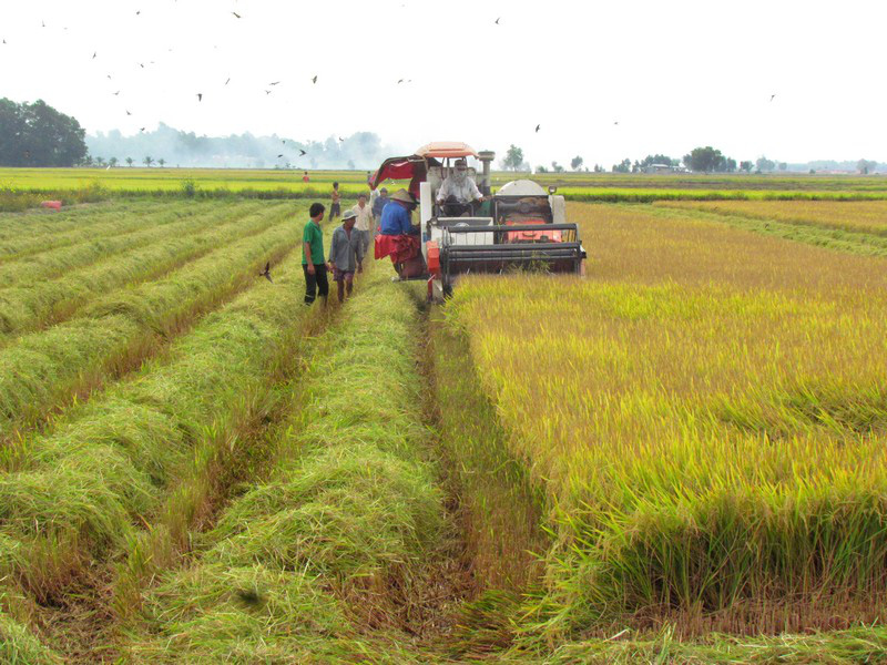 Quy định tách thửa đất trồng lúa