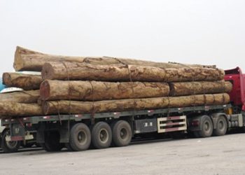 Theo quy định pháp luật chở bao nhiều gỗ thì bị phạt?