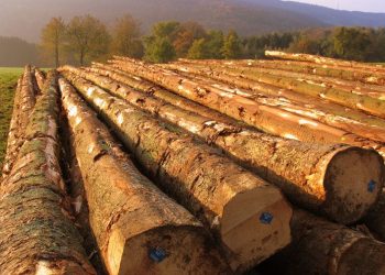 Thuế xuất khẩu gỗ thông theo quy định hiện hành