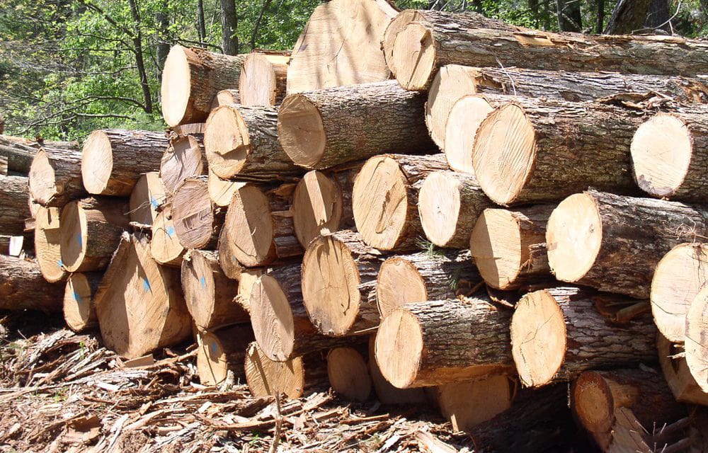 Thuế xuất khẩu gỗ thông theo quy định hiện hành