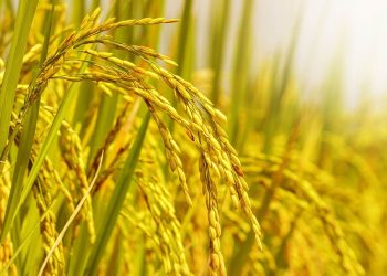 Quy trình chuyển đổi đất lúa như thế nào?