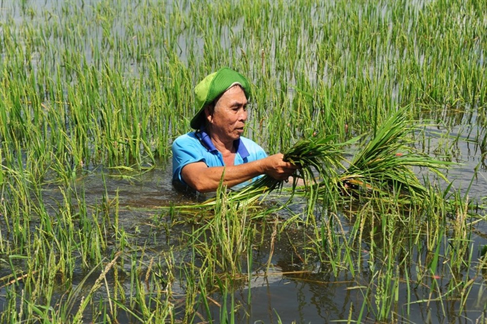 Thu hồi đất trồng lúa như thế nào