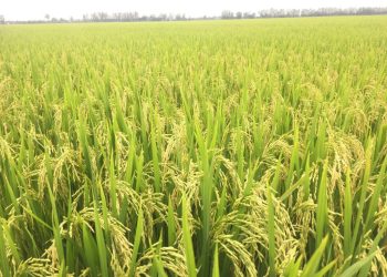 Thu hồi đất trồng lúa như thế nào?