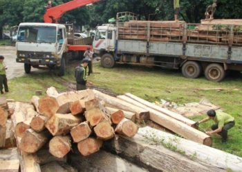 Tội vận chuyển gỗ trái phép xử lý như thế nào?