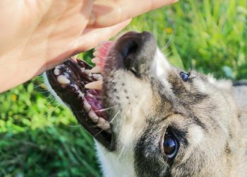 Bồi thường thiệt hại do súc vật gây ra theo luật dân sự