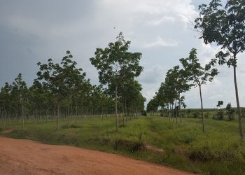 Có được bán đất trồng rừng sản xuất hay không năm 2022