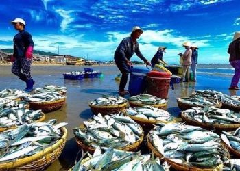 Giấy phép nuôi trồng thủy sản xin cấp ở đâu?