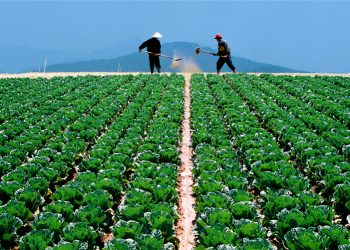 Dịch vụ tư vấn thủ tục gia hạn thời hạn sử dụng đất 2022